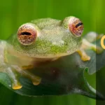 Glass Frog