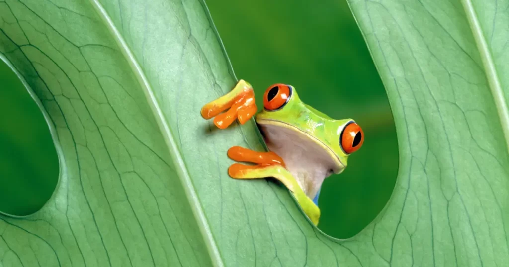 Glass Frog
