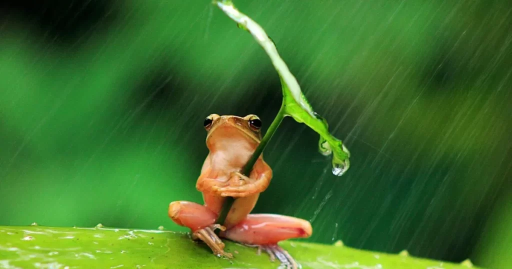 Glass Frog