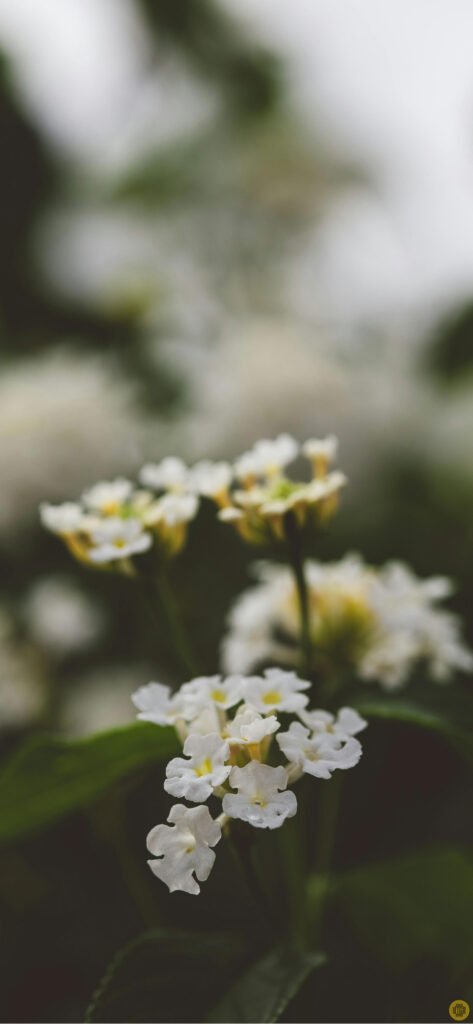 Bed of flowers iPhone