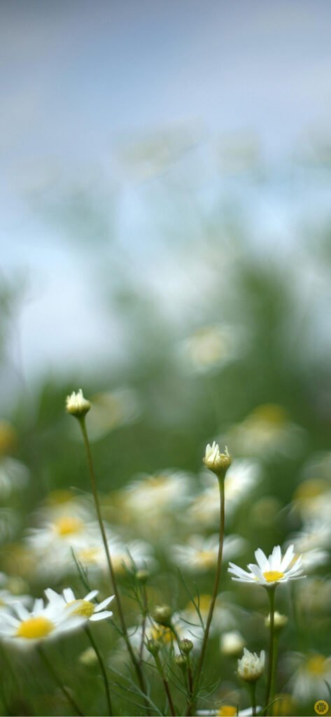 Bed of flowers iPhone