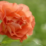 Flower wallpapers for iPhone vol 01