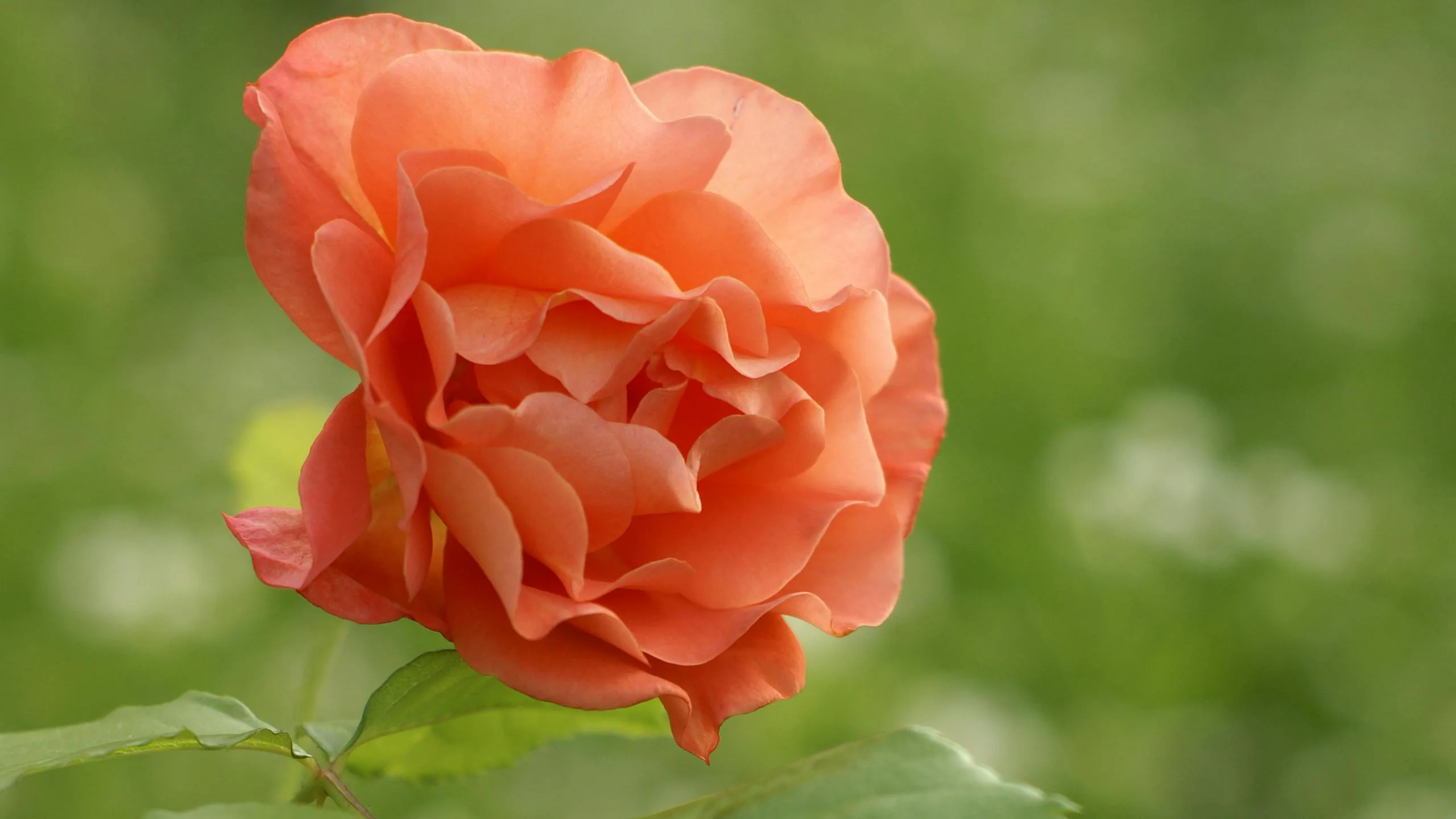 Flower wallpapers for iPhone vol 01