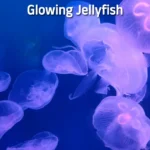 Glowing Jellyfish