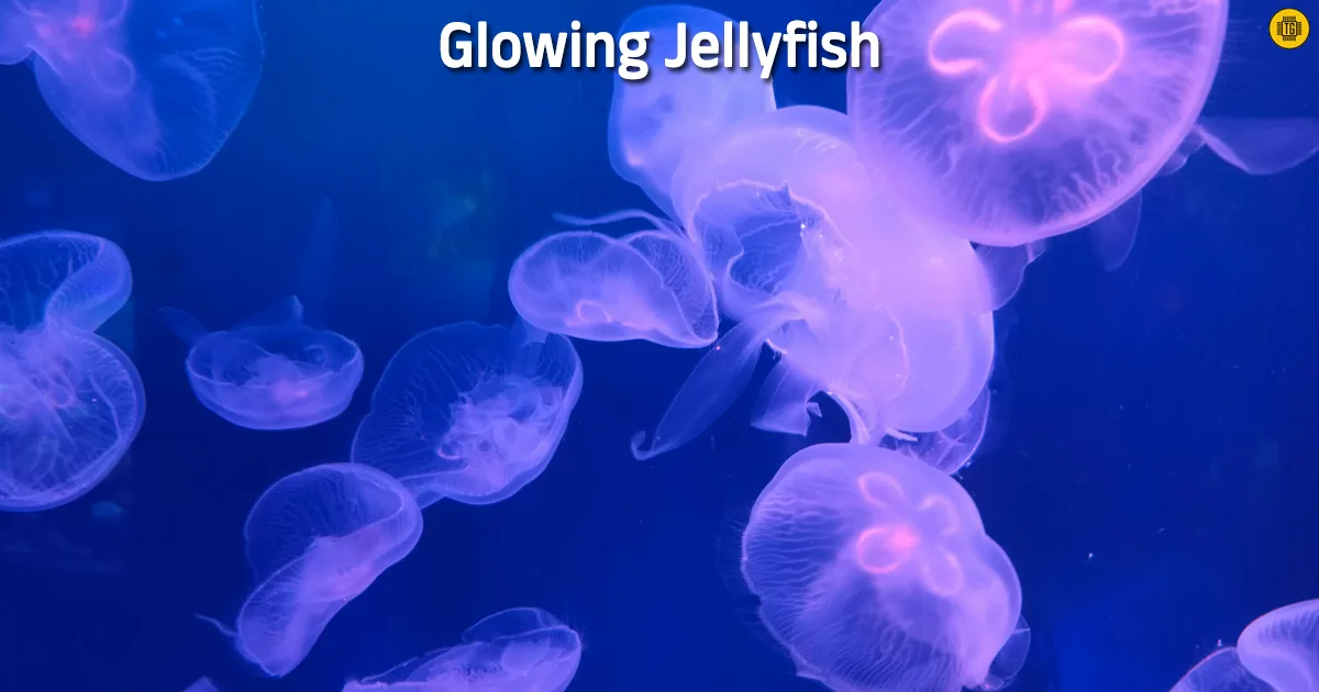 Glowing Jellyfish