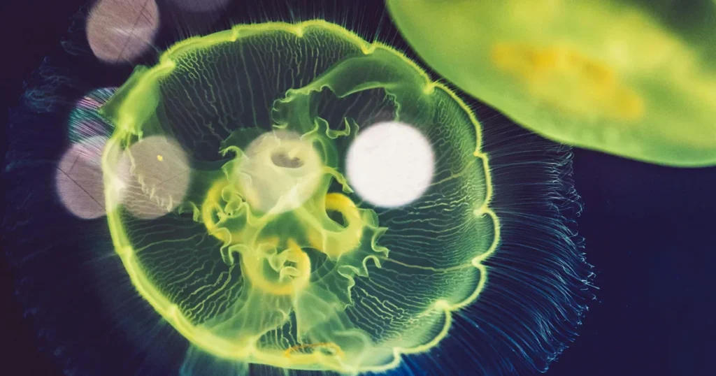 Glowing Jellyfish