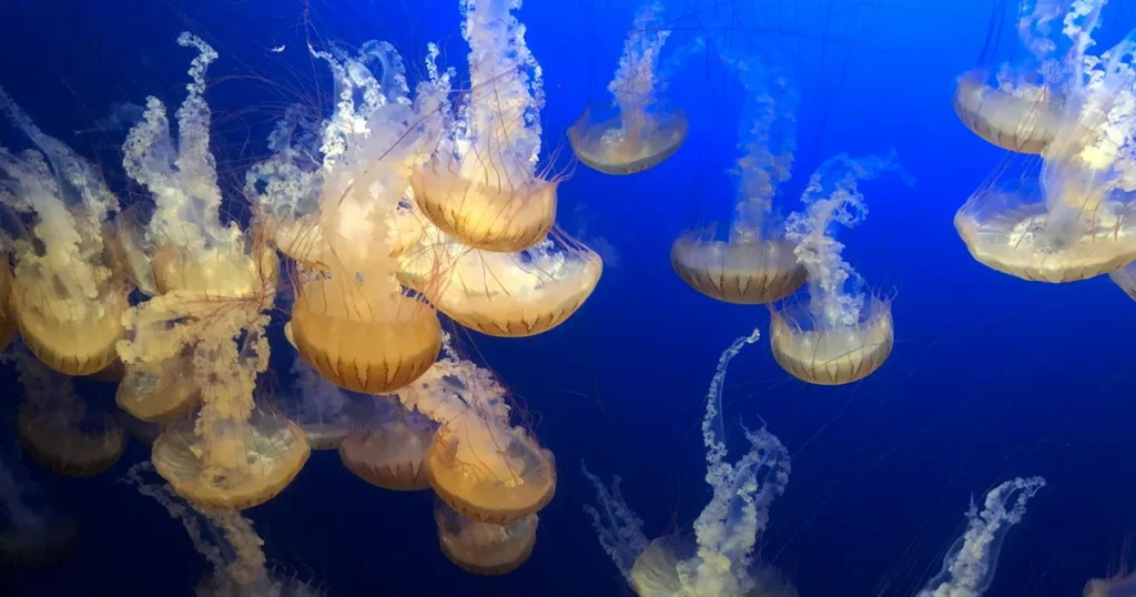 Glowing Jellyfish