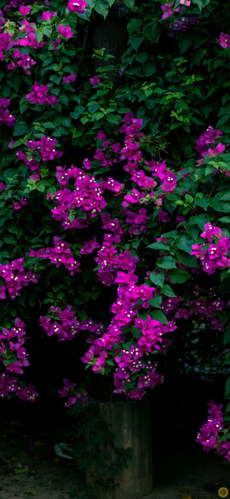 Flower wallpapers for iPhone