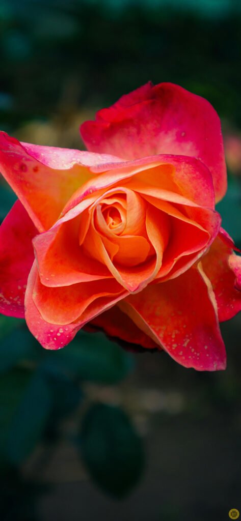 Flower wallpapers for iPhone