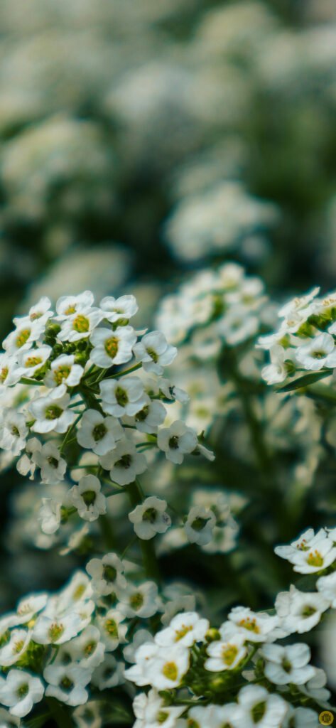 Flower wallpapers for iPhone