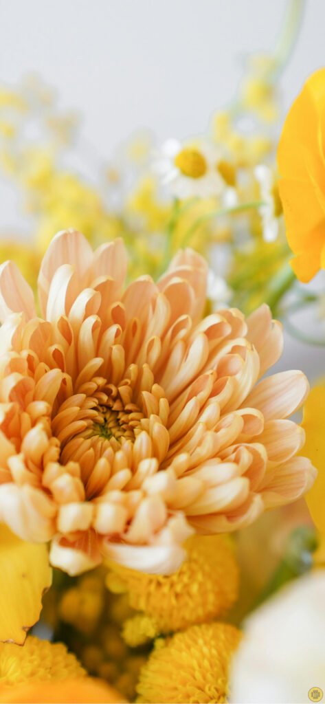 Flower wallpapers for iPhone