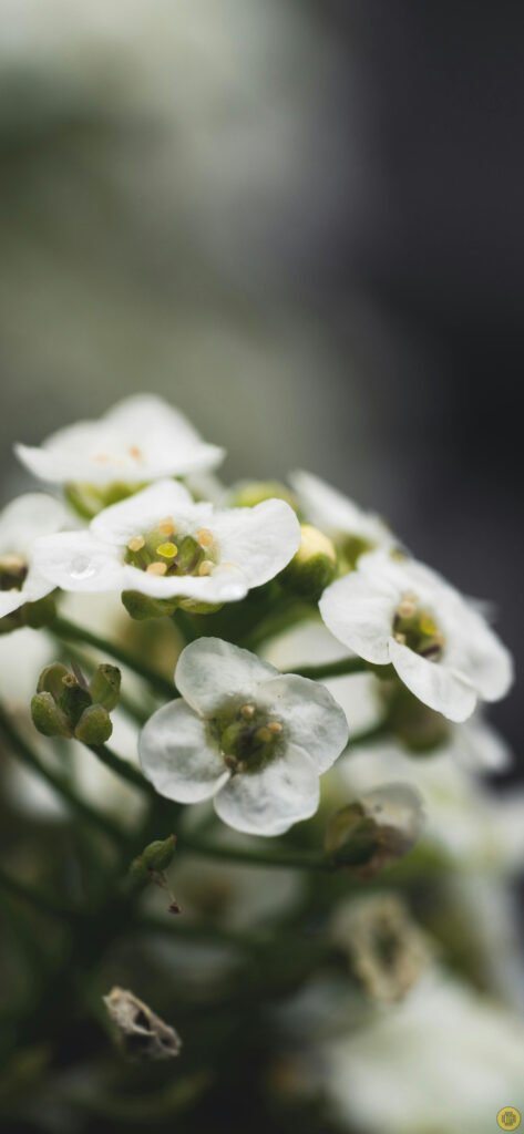Flower wallpapers for iPhone