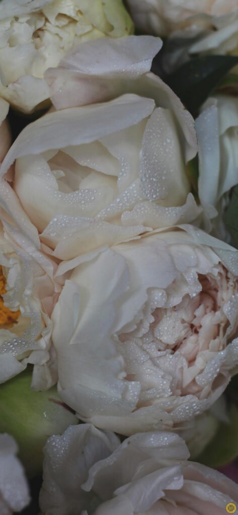 Flower wallpapers for iPhone