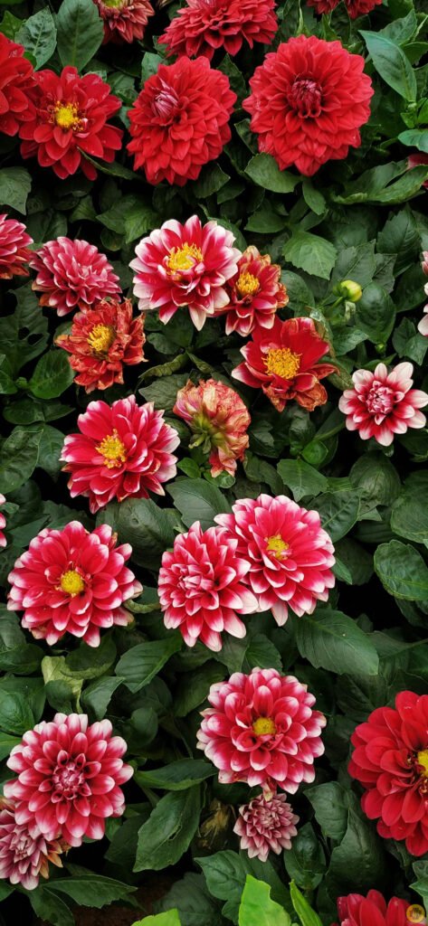 Flower wallpapers for iPhone