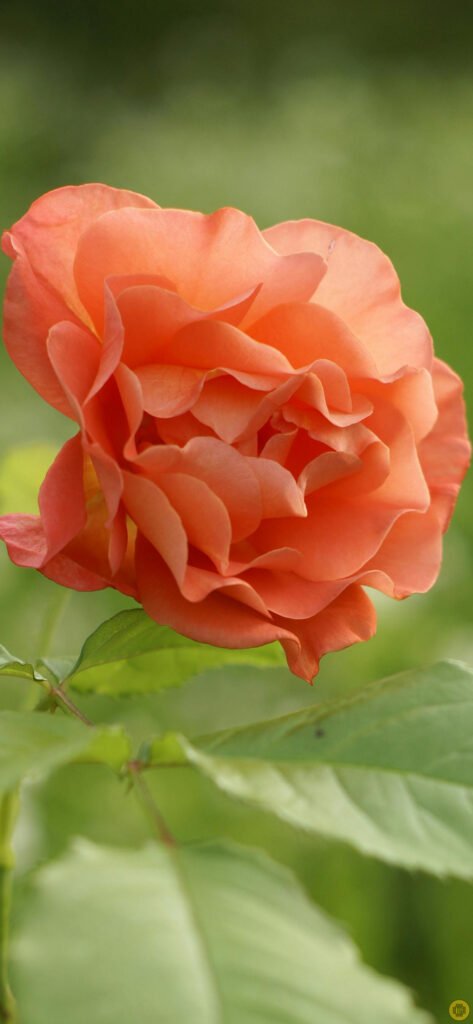 Flower wallpapers for iPhone
