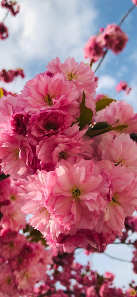 Flower wallpapers for iPhone