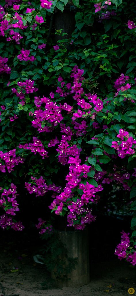 Flower wallpapers for Android