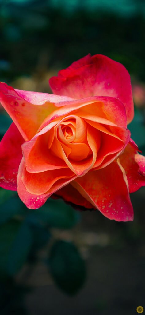 Flower wallpapers for Android