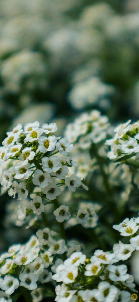 Flower wallpapers for Android