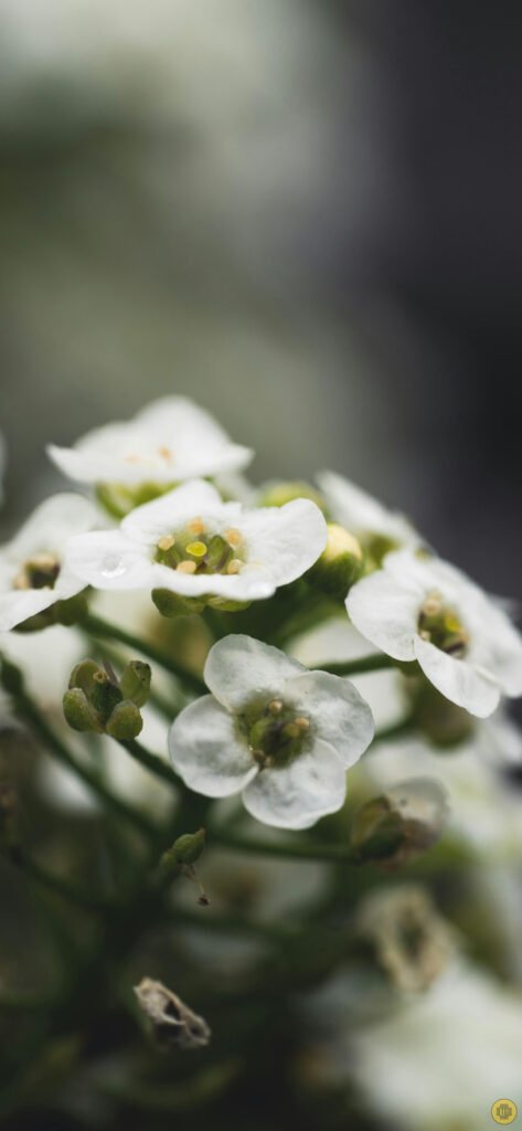 Flower wallpapers for Android