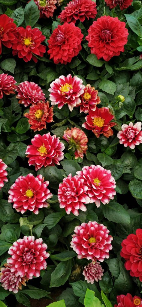 Flower wallpapers for Android