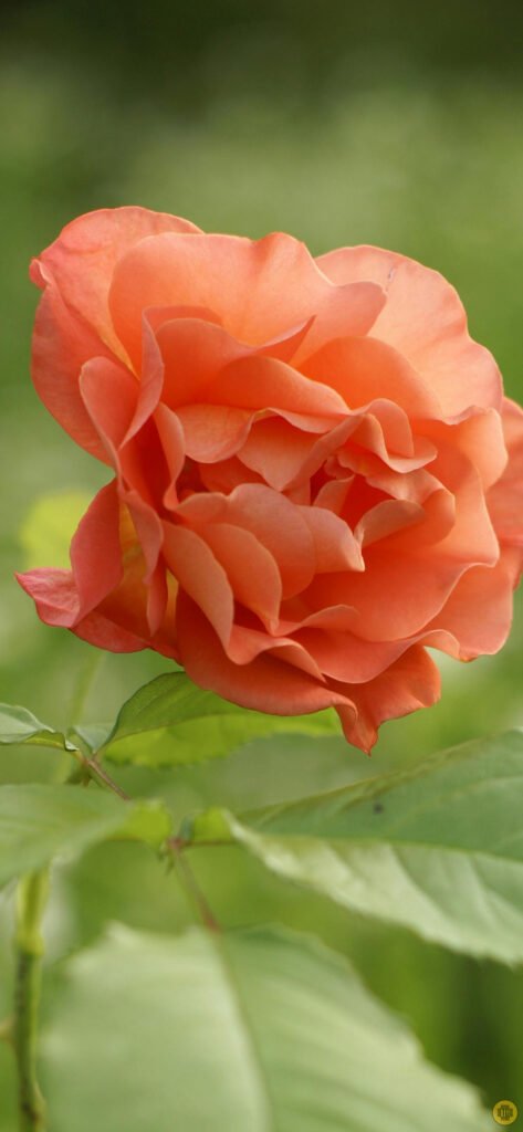 Flower wallpapers for Android