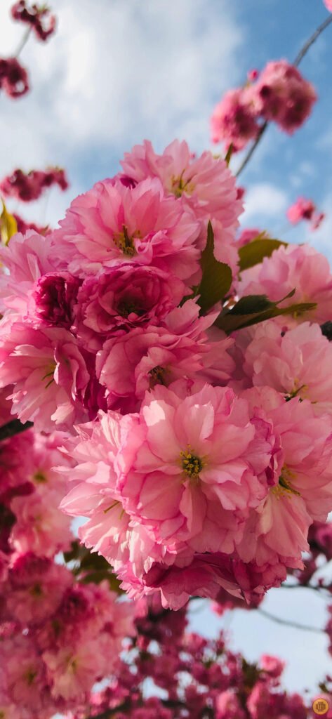 Flower wallpapers for Android